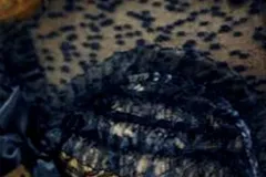 Robe Madonne